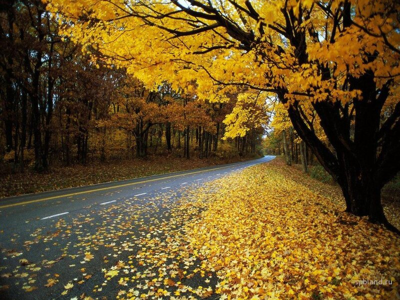 Road Covered in Autumn Leaves — Yellow