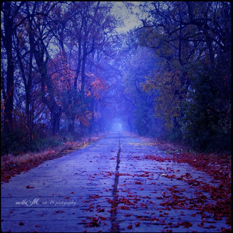 Road Covered in Leaves — Blue