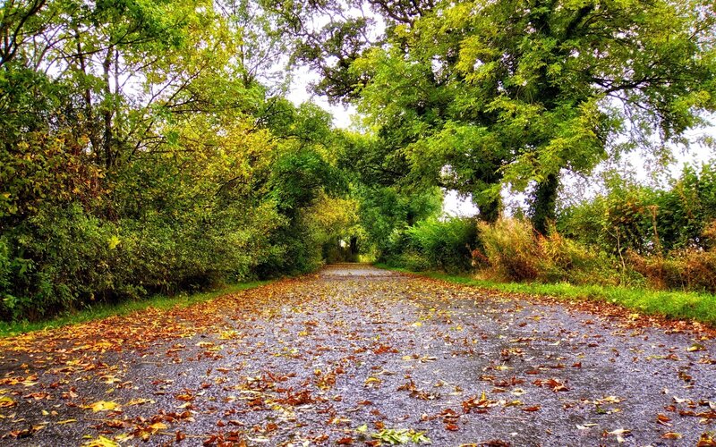 Road Covered in Leaves — Green