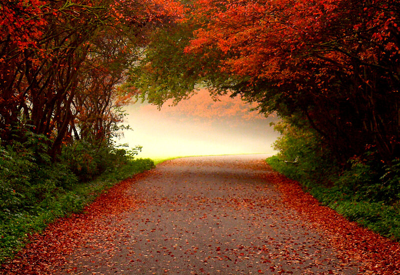 Road Covered in Leaves