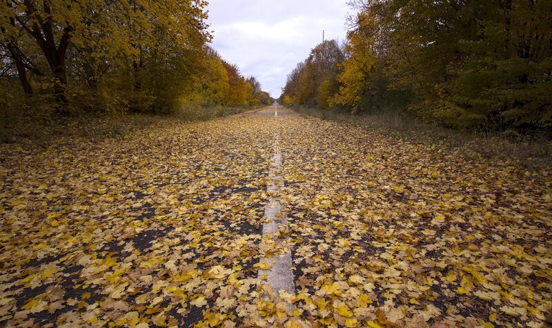 Road Covered in Leaves — Yellow