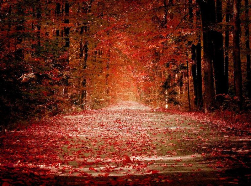 Road Covered in Red Leaves — Autumn