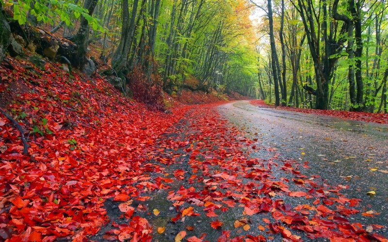 Road Covered in Red Leaves — Serene, Autumn, Photograph, Forest