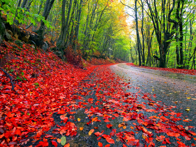 Road Covered in Red Leaves — Serene, Autumn, Photograph