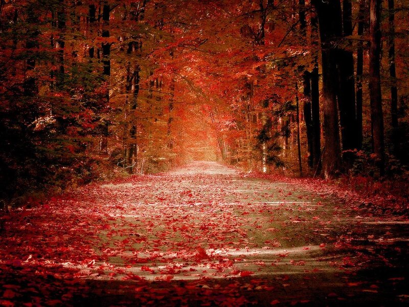 Road Covered in Red Leaves — Serene, Autumn, Photograph, Trees, Forest, Brown, Black