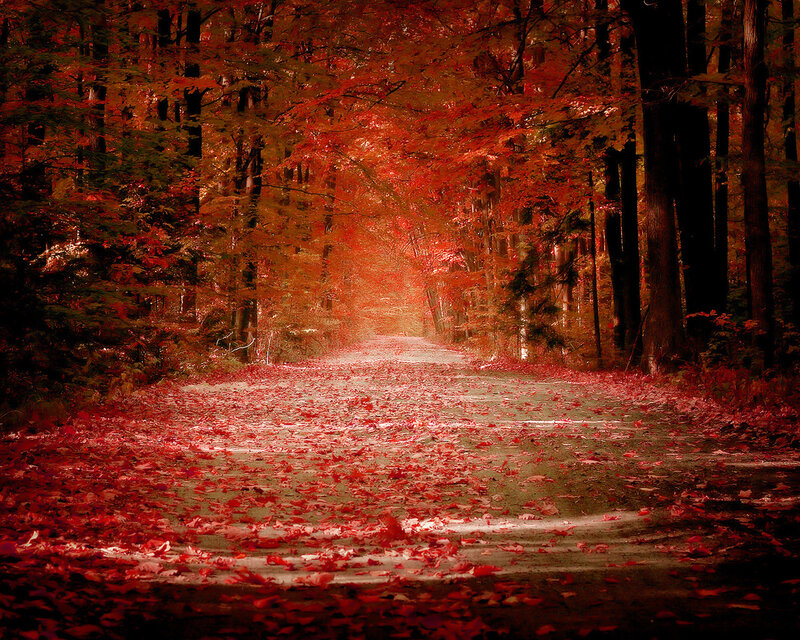 Road Covered in Red Leaves — Serene, Autumn, Photograph, Trees, Forest