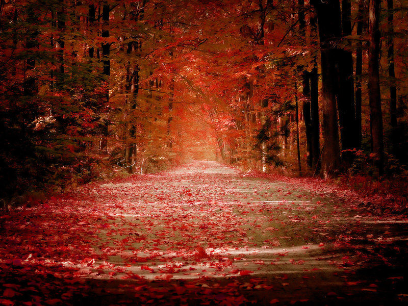 Road Covered in Red Leaves — Serene, Autumn, Photograph, Trees, Path, Brown, Black
