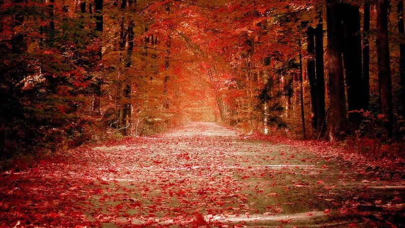 Road Covered in Red Leaves — Serene, Autumn, Photograph, Trees, Path, Brown, Green