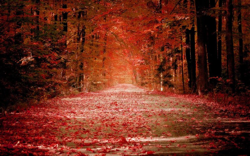 Road Covered in Red Leaves — Serene, Autumn, Photograph, Trees, Path, Brown