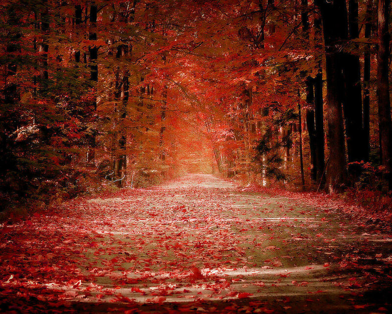 Road Covered in Red Leaves — Serene, Autumn, Photograph, Trees