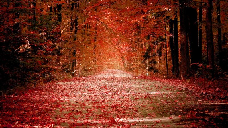 Road Covered in Red Leaves — Serene, Autumn