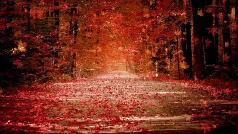 Road Covered in Red Leaves — Serene