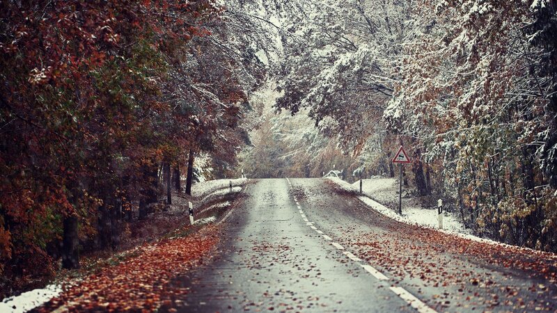 Road in Autumn Forest