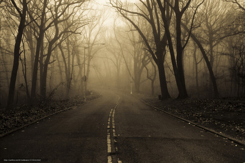 Road in Foggy Forest — Brown
