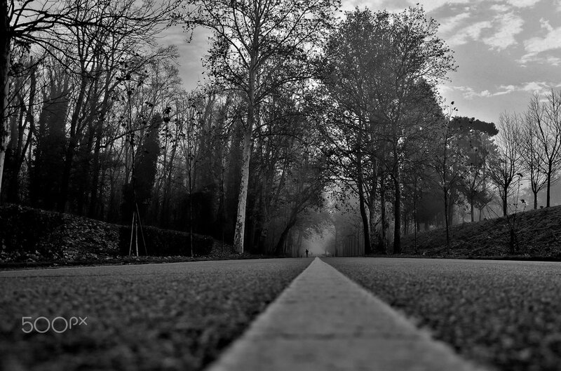 Road in Forest