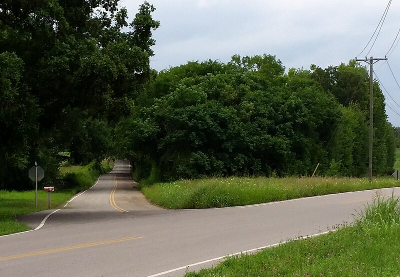 Road Intersection in Forest