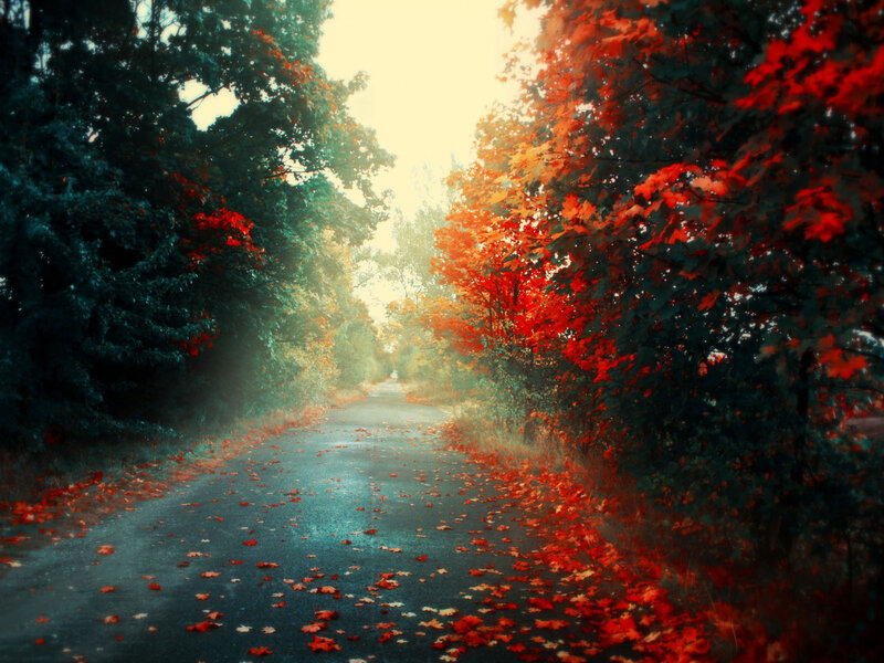 Road Lined with Autumn Trees
