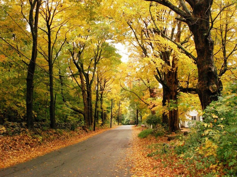 Road Lined with Autumn Trees — Yellow
