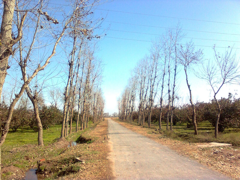Road Lined with Bare Trees