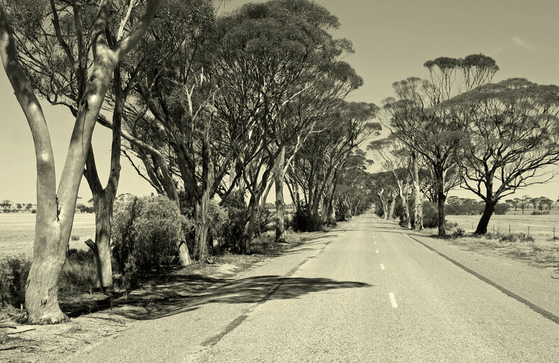Road lined with eucalyptus trees
