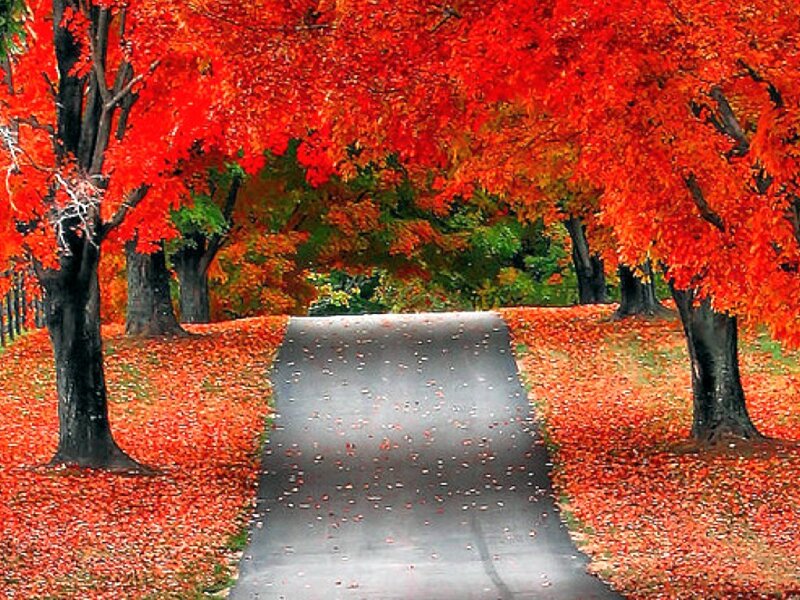 Road Lined with Red Trees