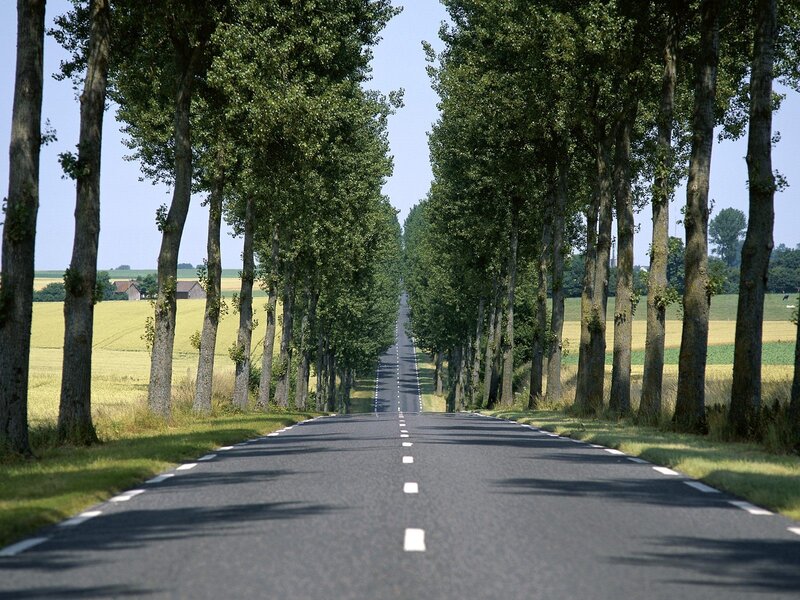 Road lined with trees