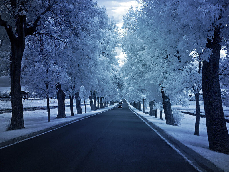 Road Lined with Trees — Blue