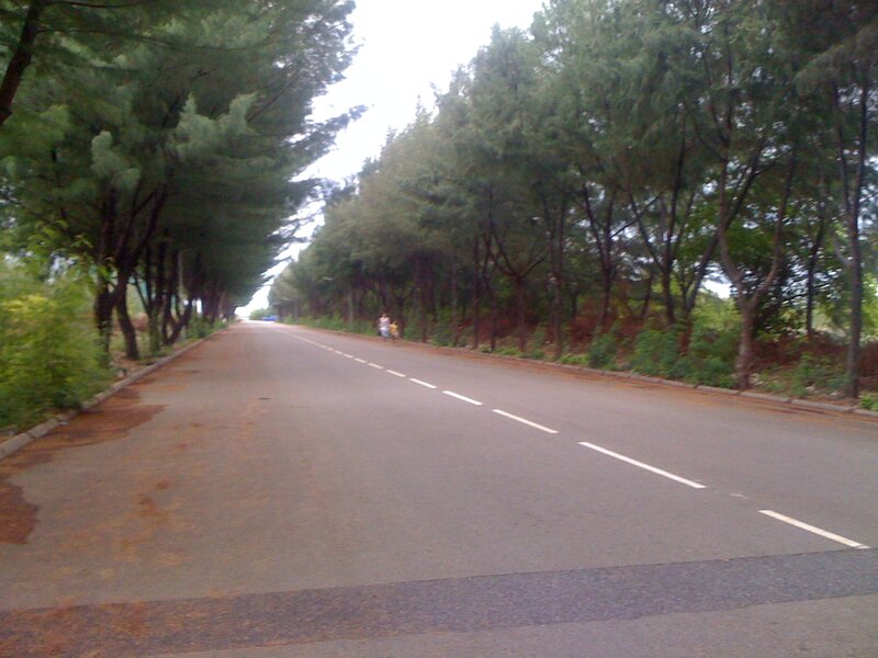 Road Lined with Trees — Green, Calm