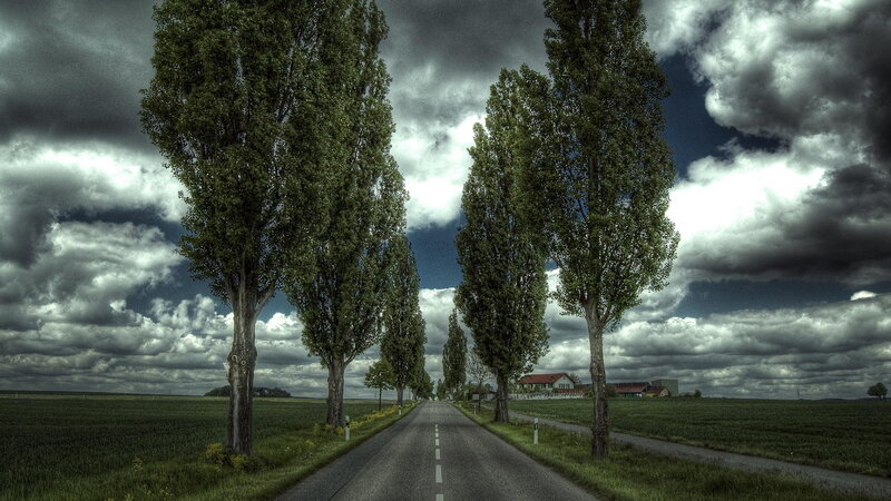 Road Lined with Trees — Green, Dramatic