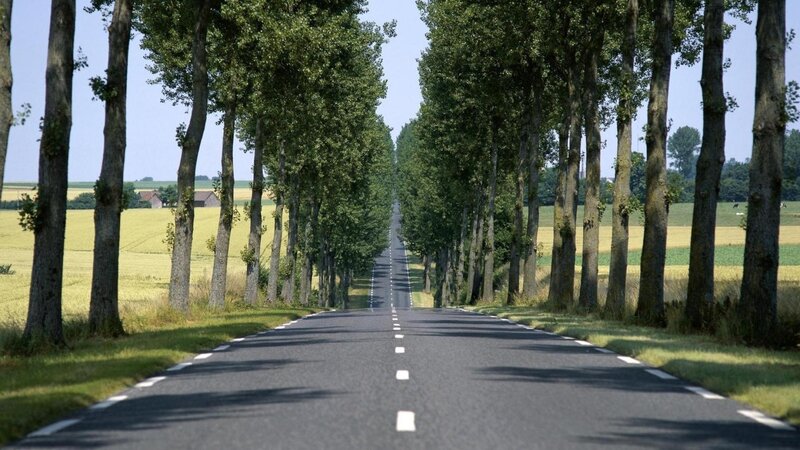Road Lined with Trees — Green, Serene
