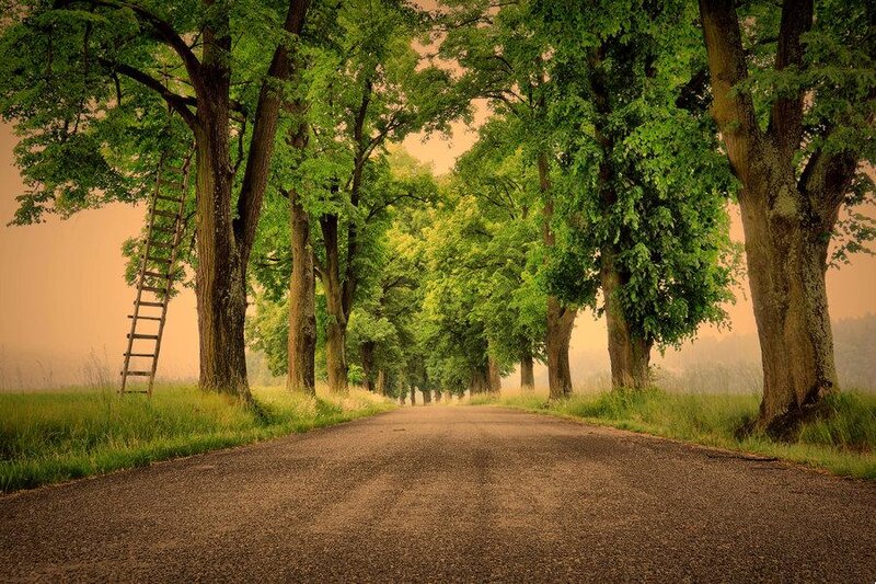 Road Lined with Trees — Green