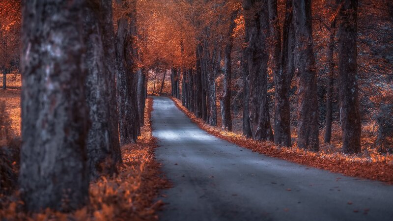 Road Lined with Trees — Orange