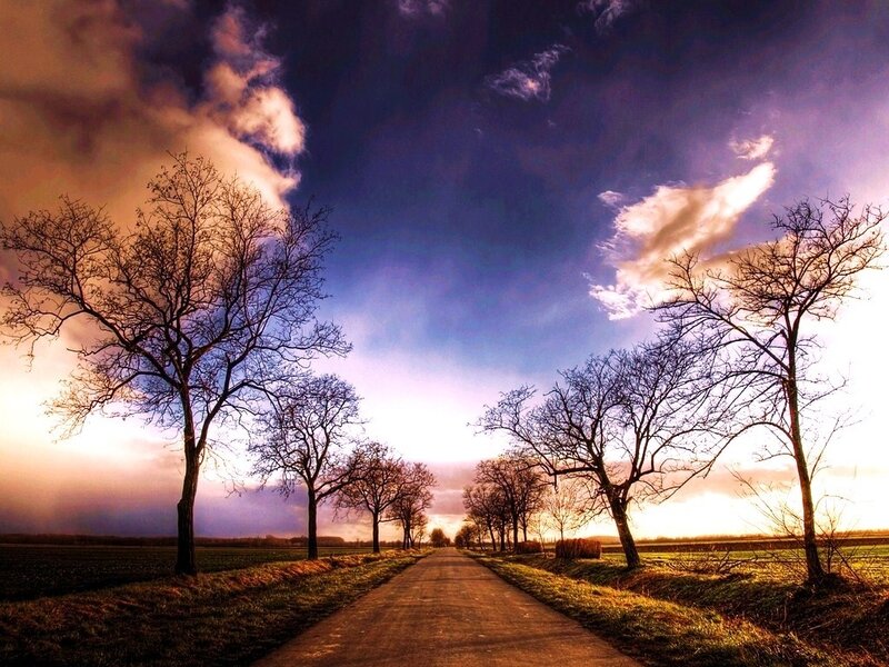 Road Lined with Trees — Purple