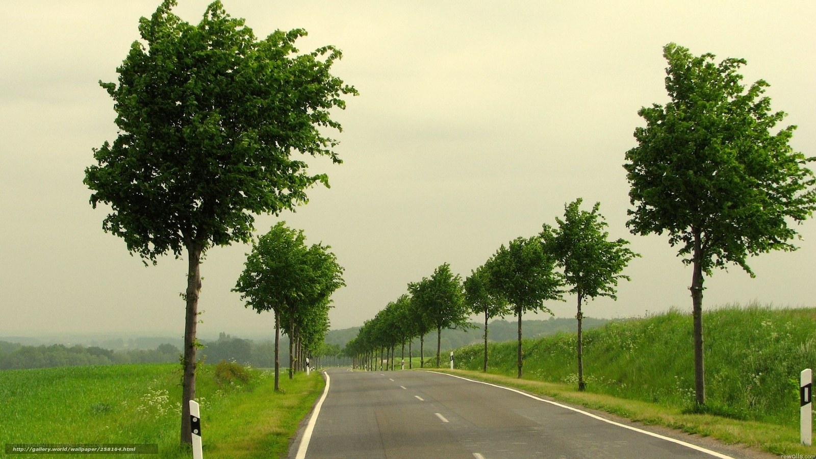 Road lined with trees
