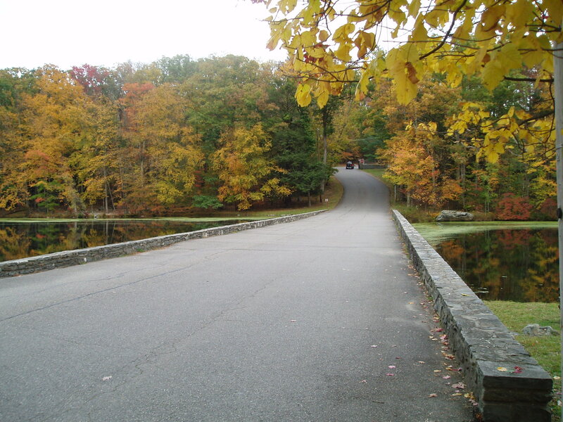 Road over Pond in Forest