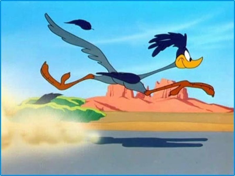 Road Runner Bird