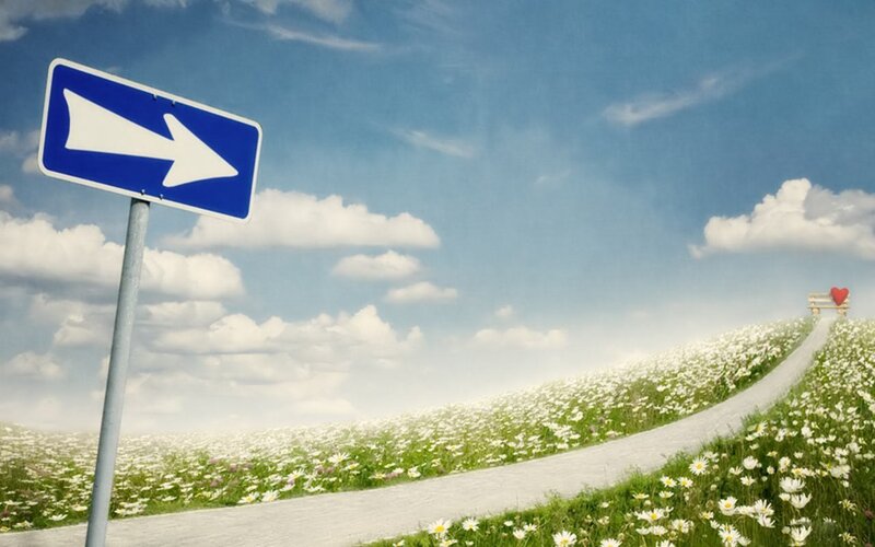 Road Sign in Flower Field