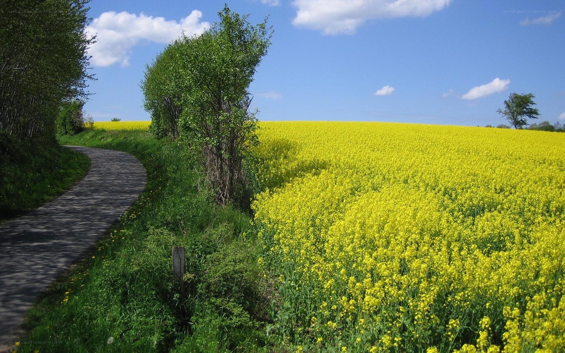 Road through a canola field