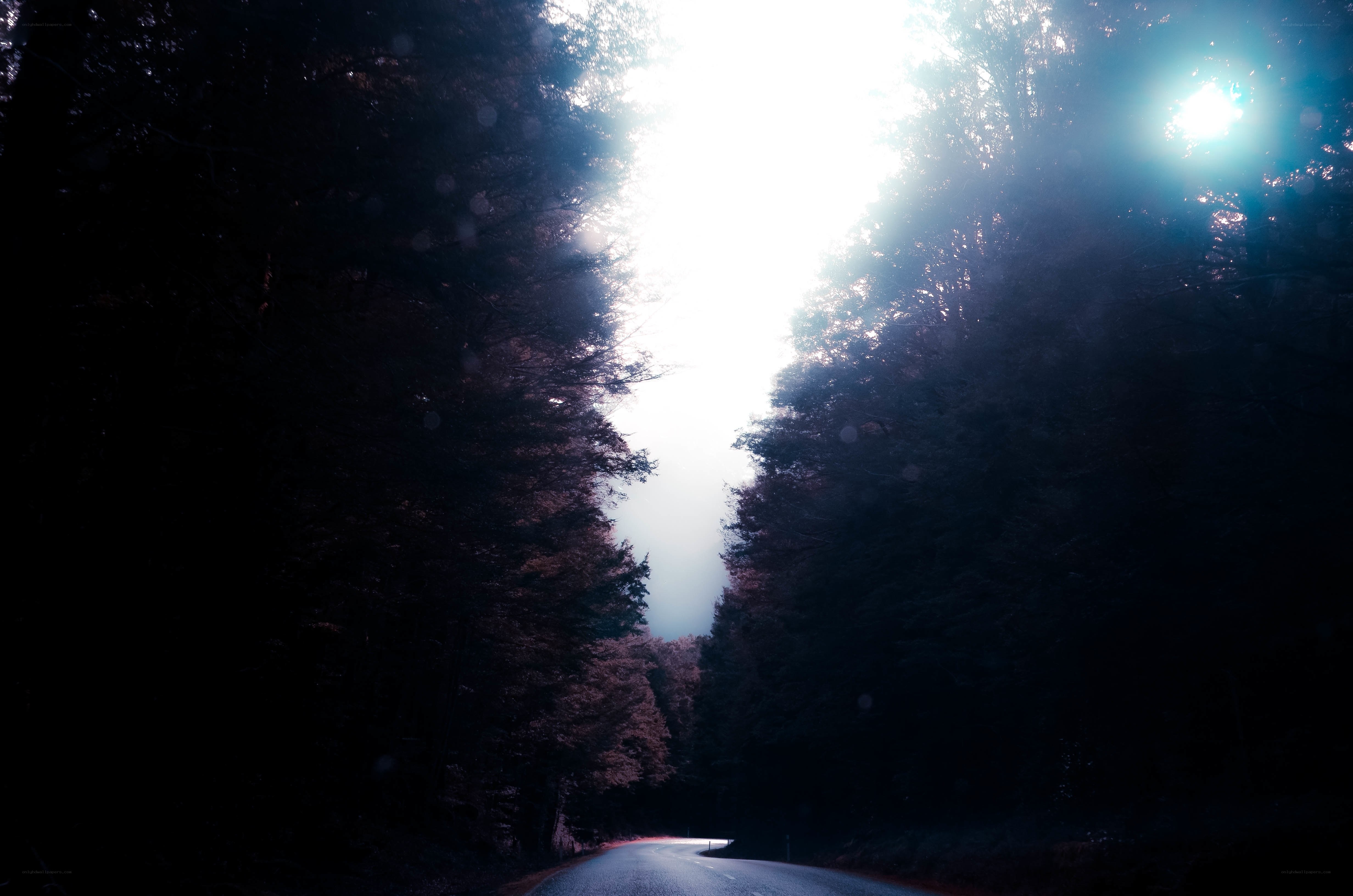 Road through a dark forest