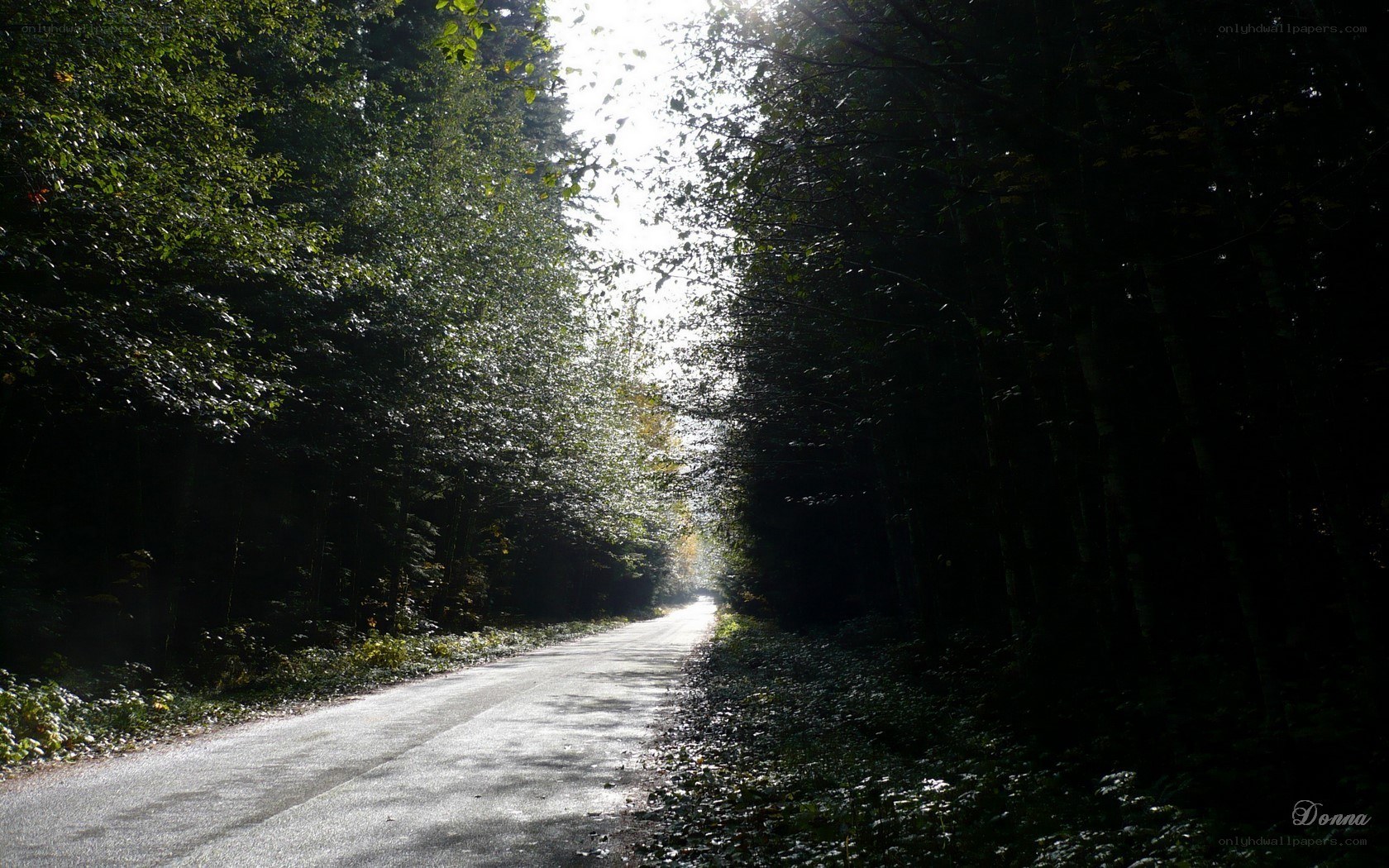 Road through a forest