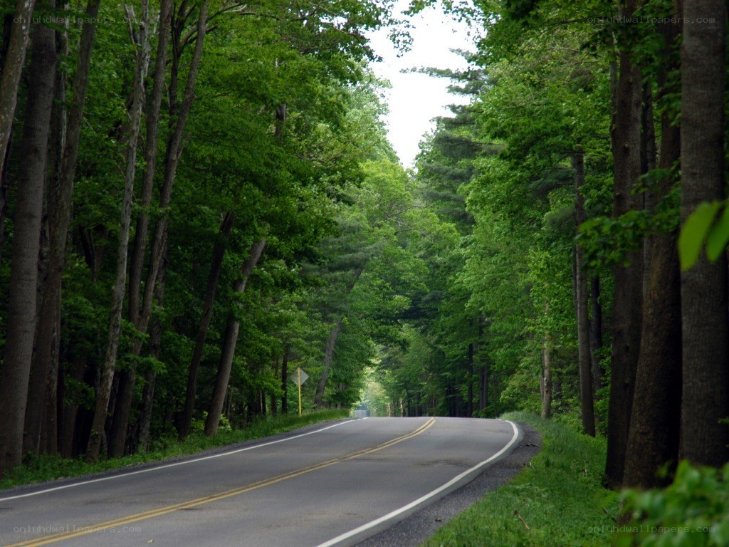 Road through a forest