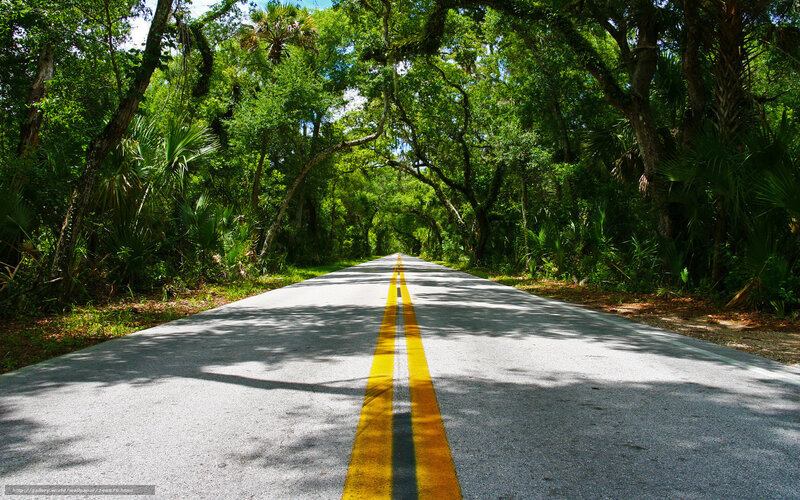 Road through a forest canopy