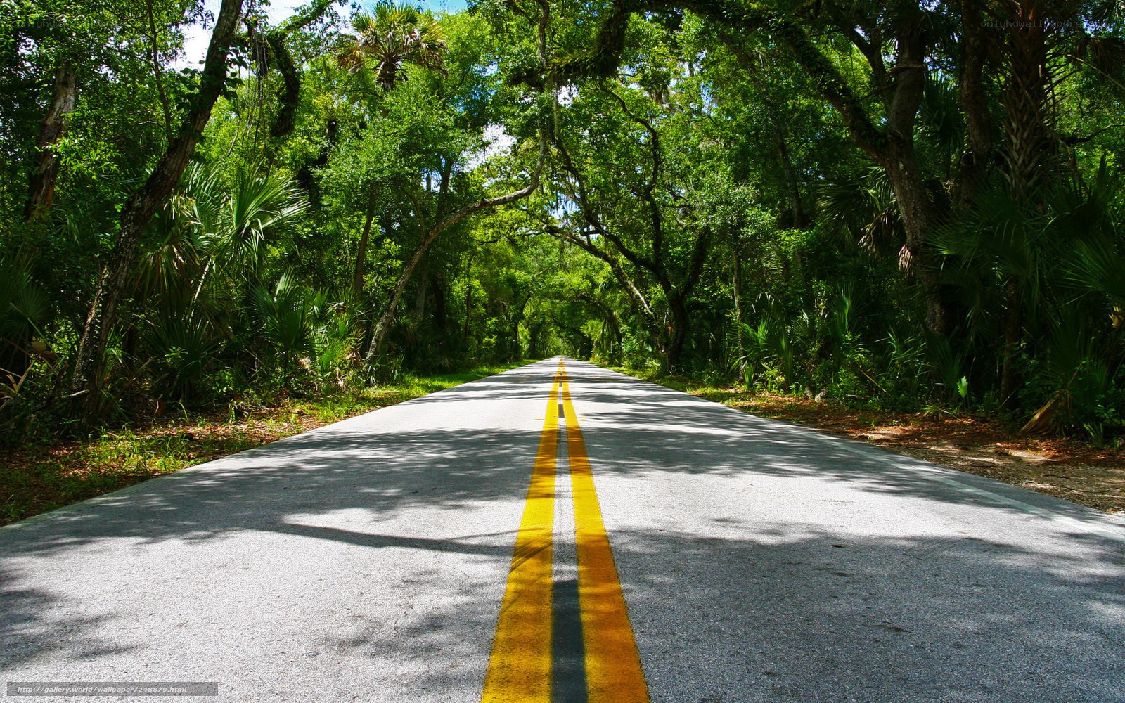 Road through a forest canopy
