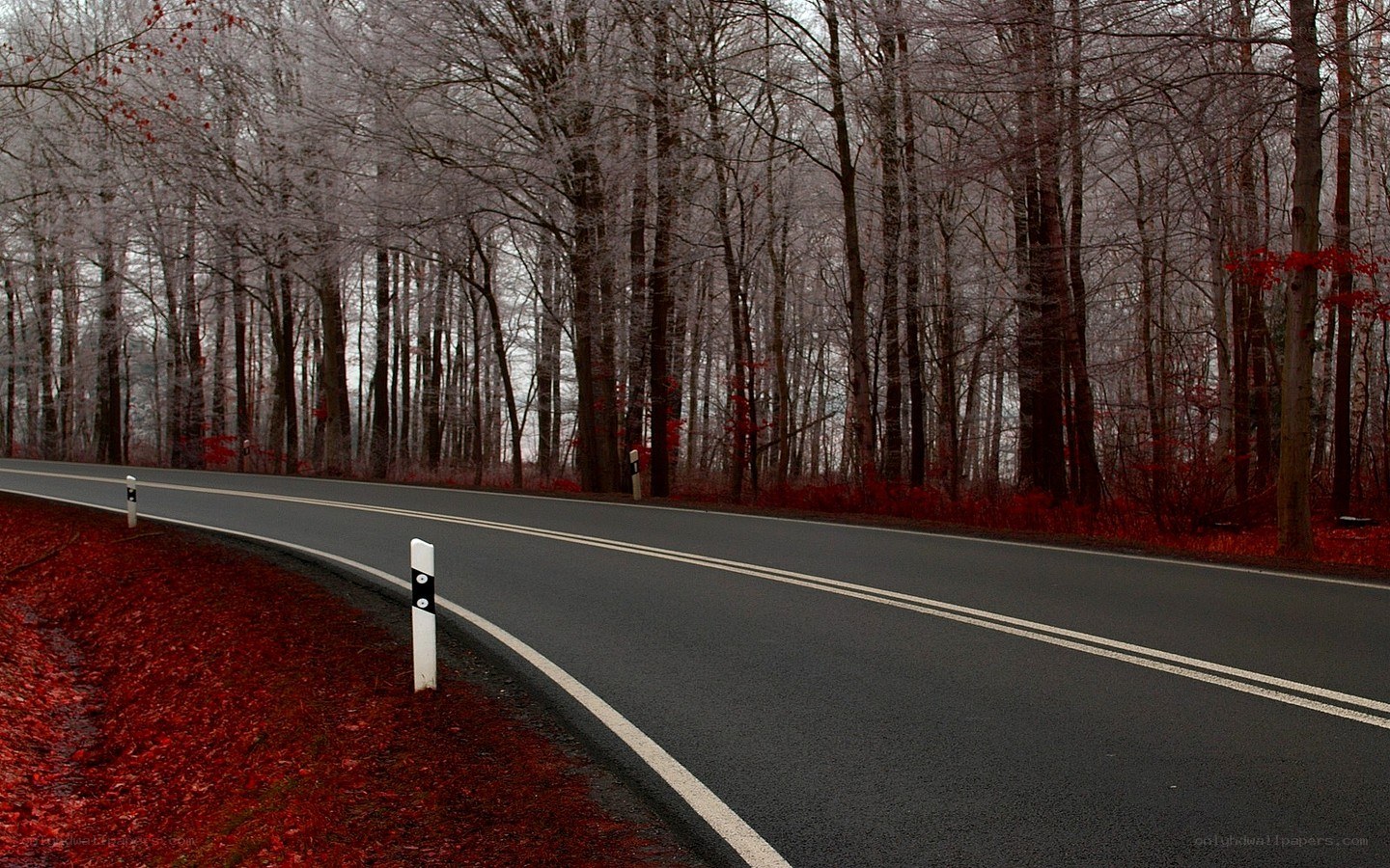 Road through a forest in autumn