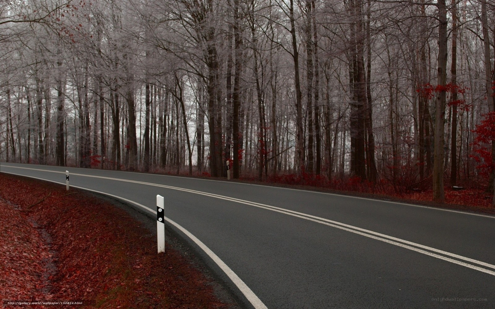 Road through a forest in autumn