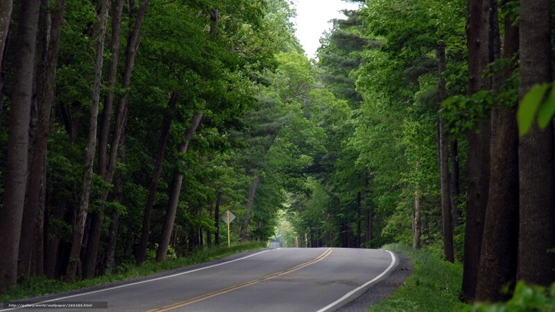 Road through a forest