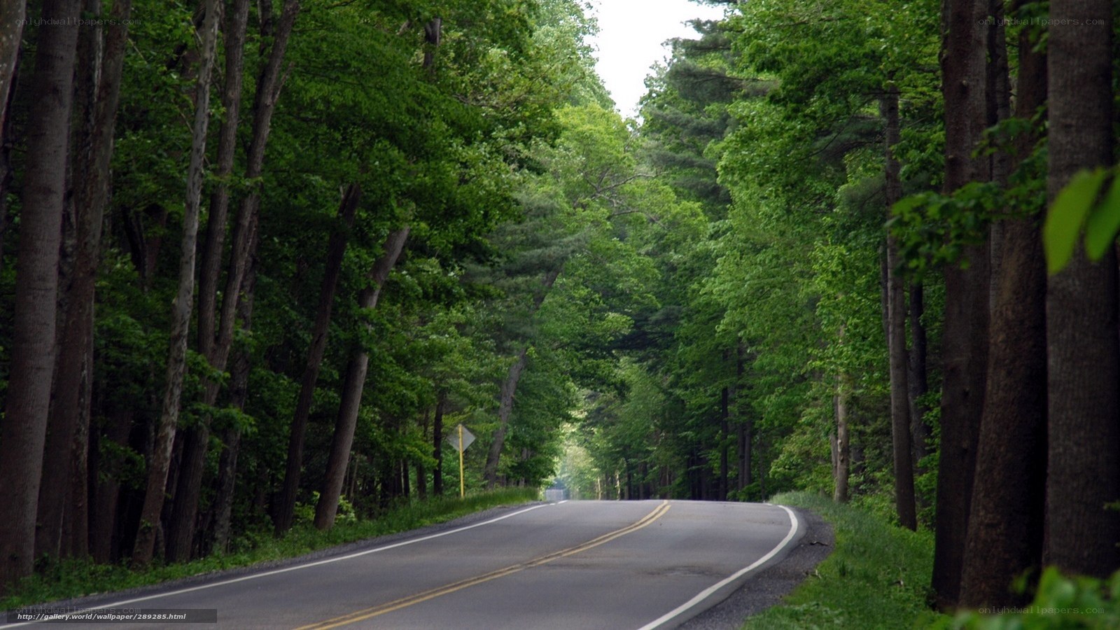 Road through a forest