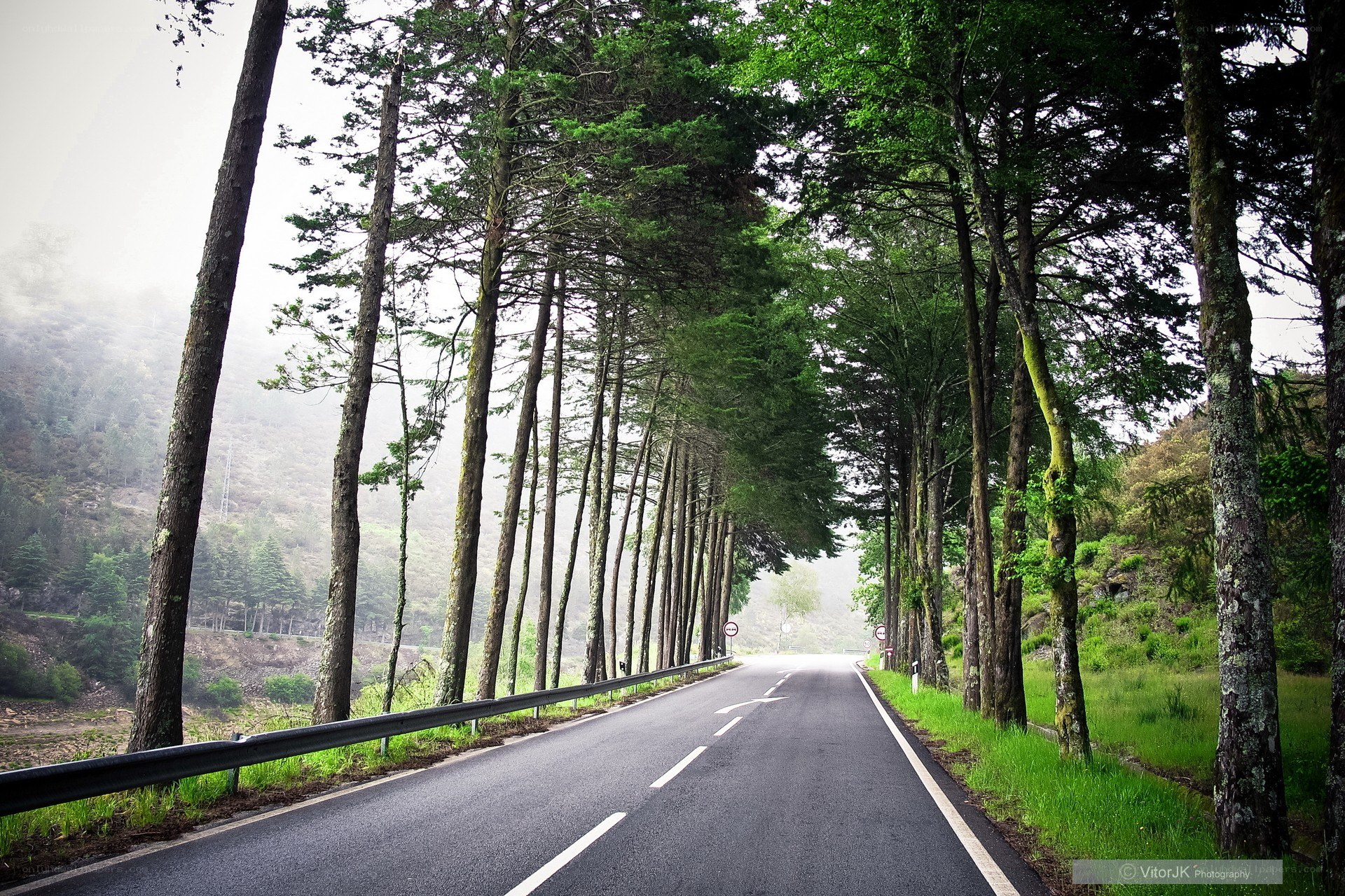 Road through a forested valley