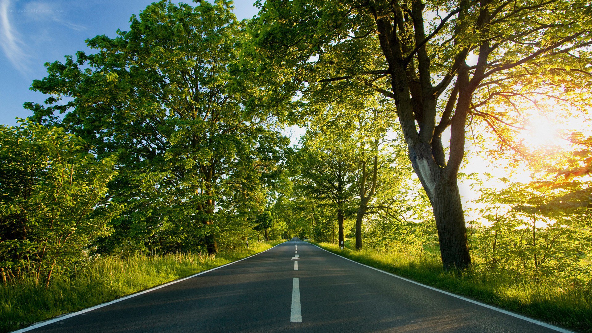 Road through a green forest