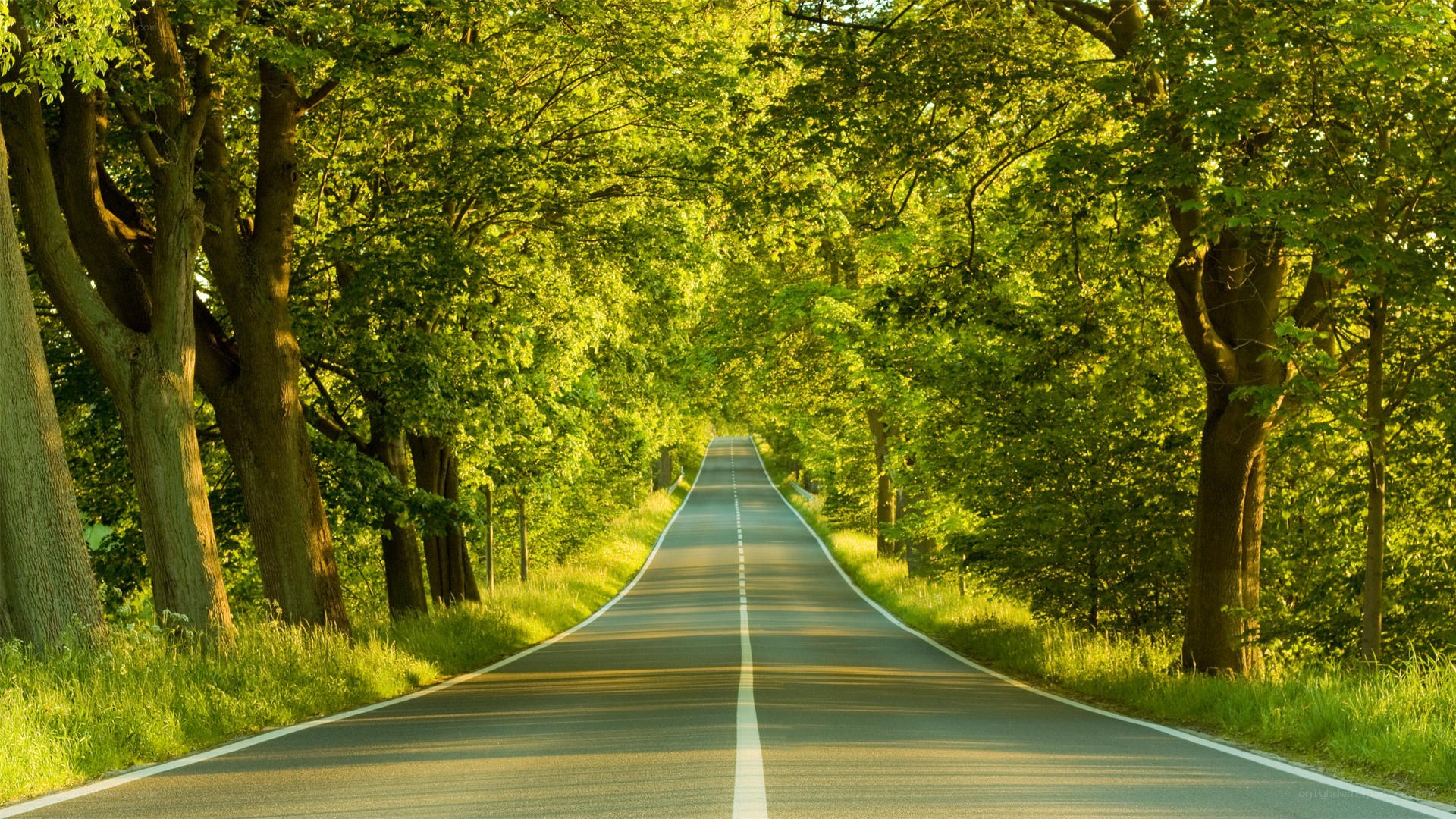 Road through a green forest